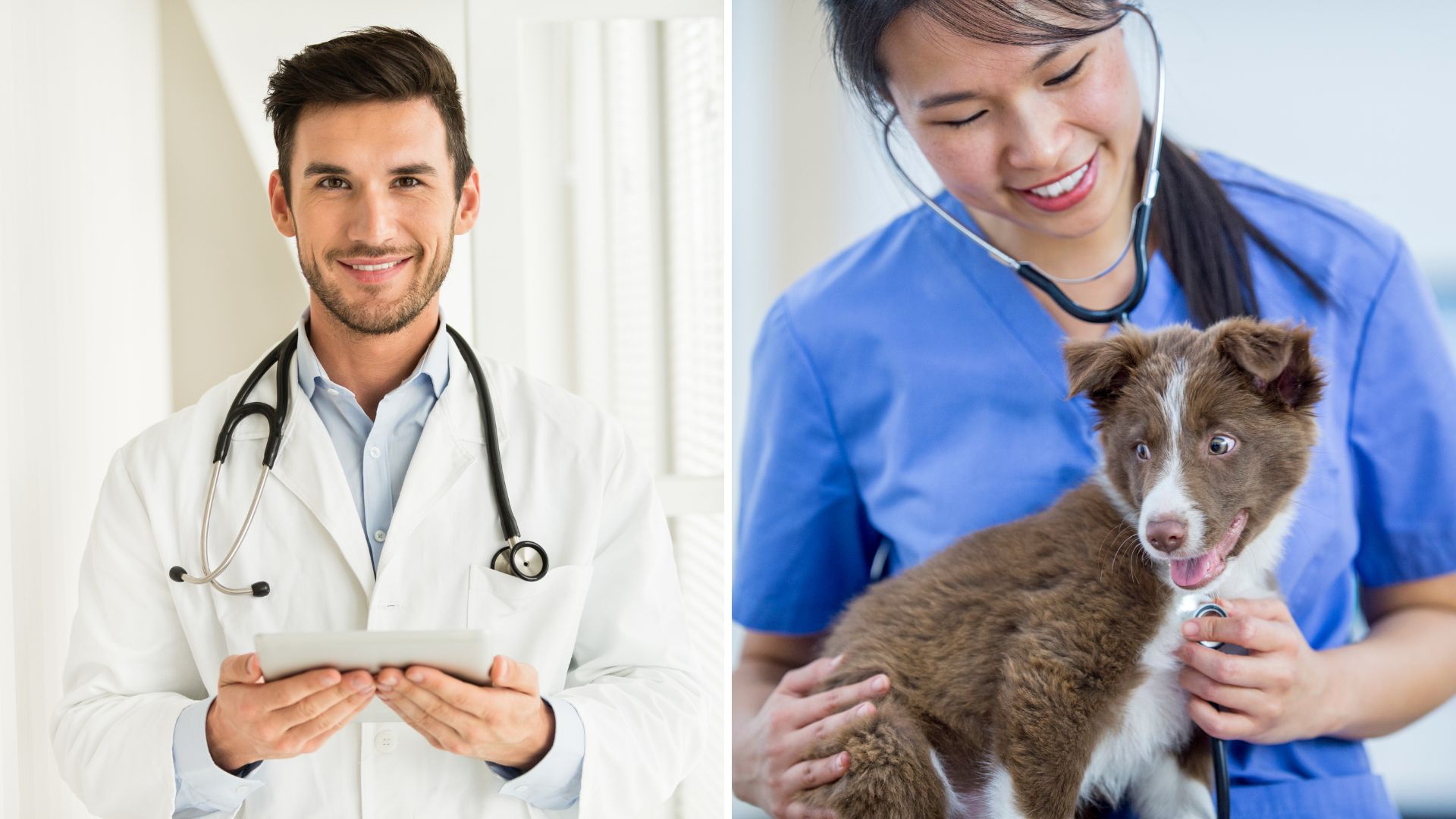 Médico con bata blanca y estetoscopio sosteniendo una tablet, junto a una médica veterinaria revisando a un cachorro durante una consulta clínica.